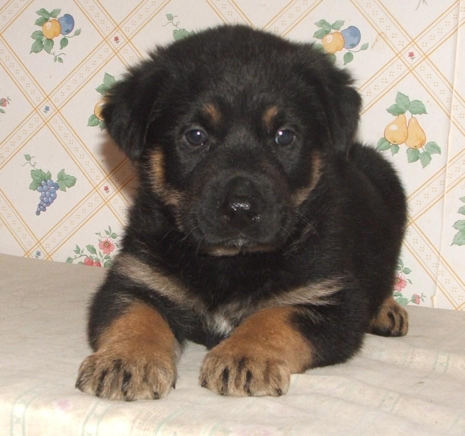 Gill, ADOPTABLE, Puppy Male German Shepherd Dog & Labrador Retriever.