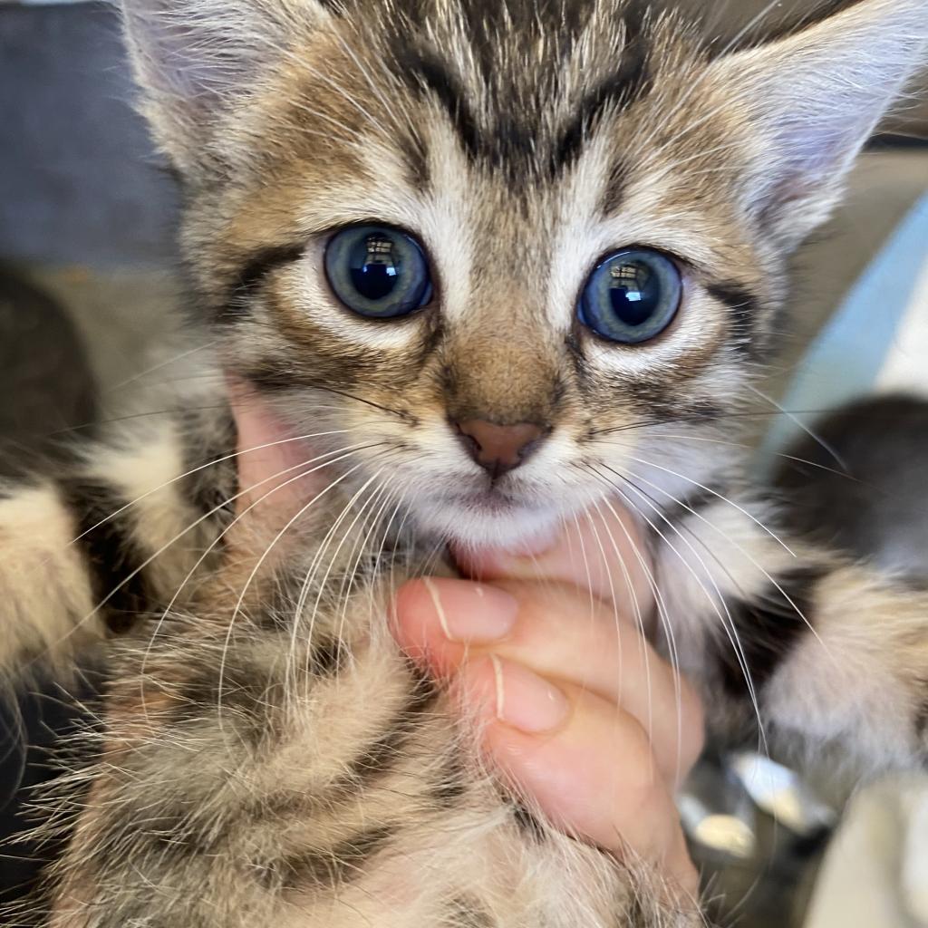 Enlarge Pinecone, a Adoptable Domestic Short Hair in Volcano, HI image 1/3