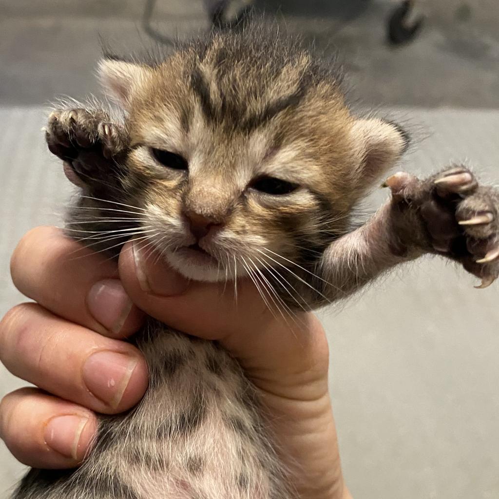 Enlarge Pinecone, a Adoptable Domestic Short Hair in Volcano, HI image 2/3