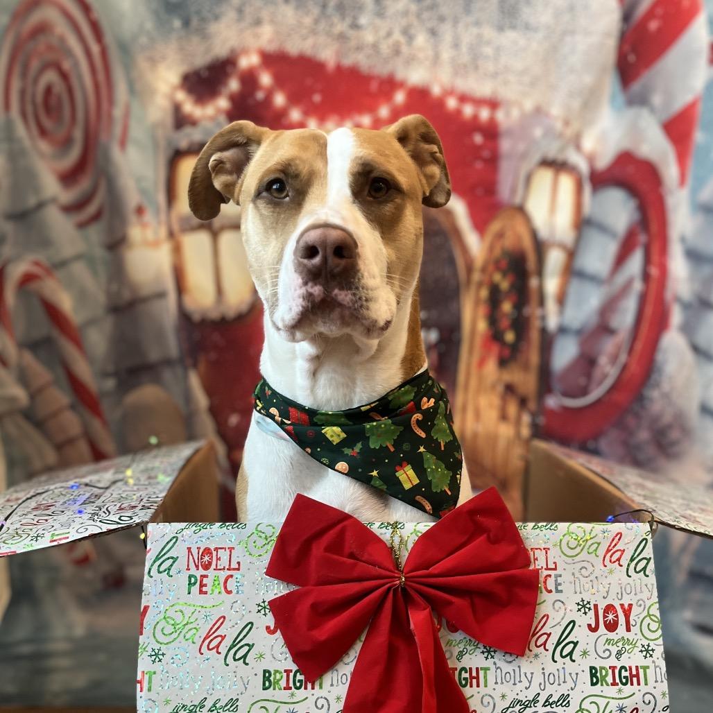 Enlarge Clover, a Adoptable mixed breed in Bartlett, TN image 1/6