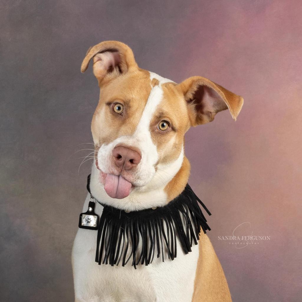Clover, Adoptable, Adult Male Mountain Cur & Hound.