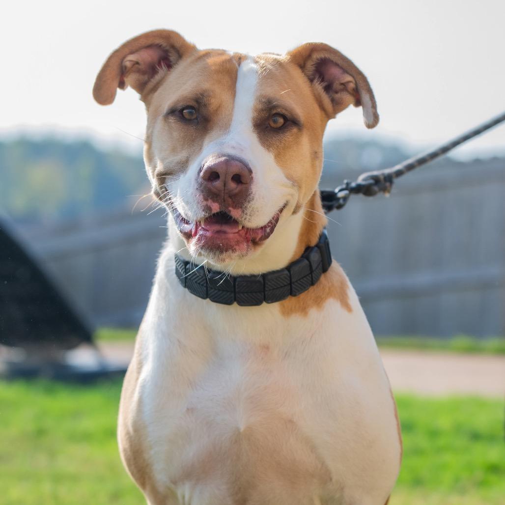 Clover, a Adoptable mixed breed in Pittsburgh, PA image 1/6