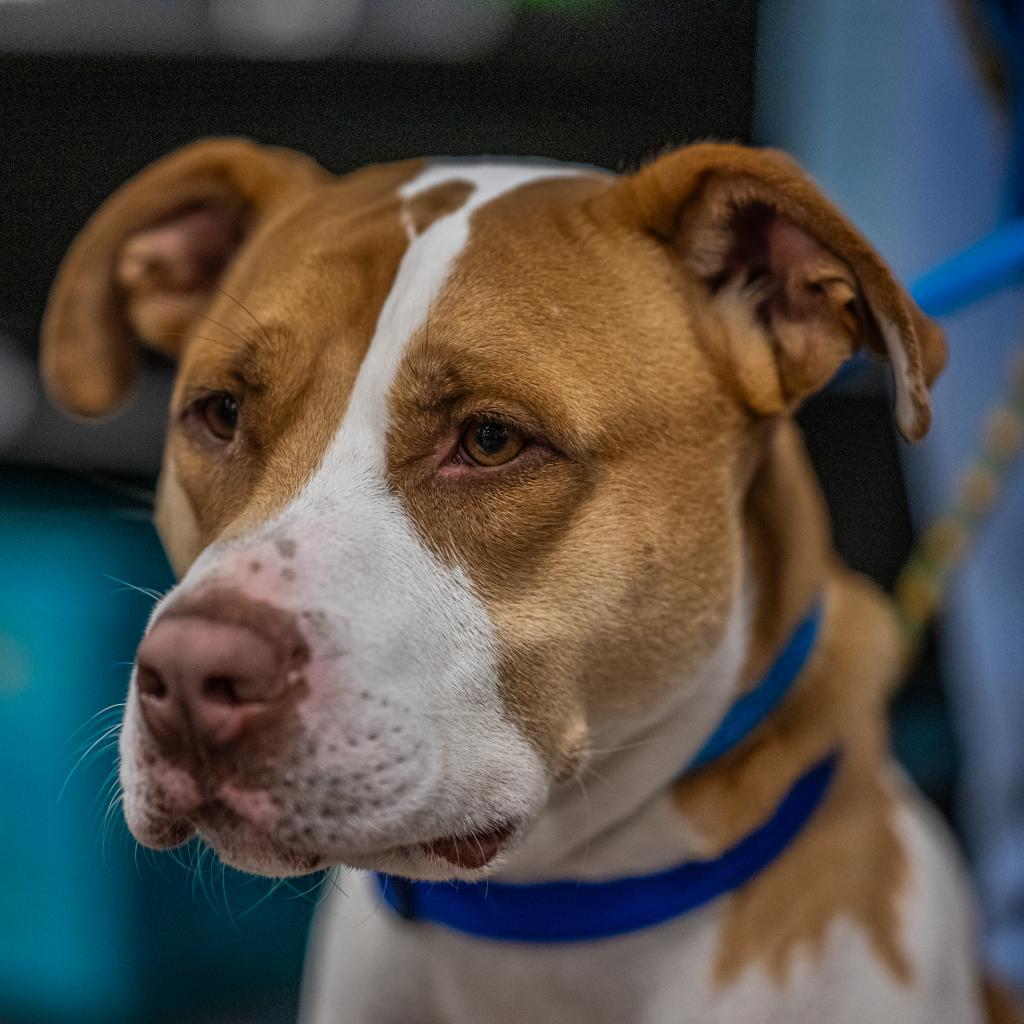 Enlarge Clover, a Adoptable mixed breed in Bartlett, TN image 3/6