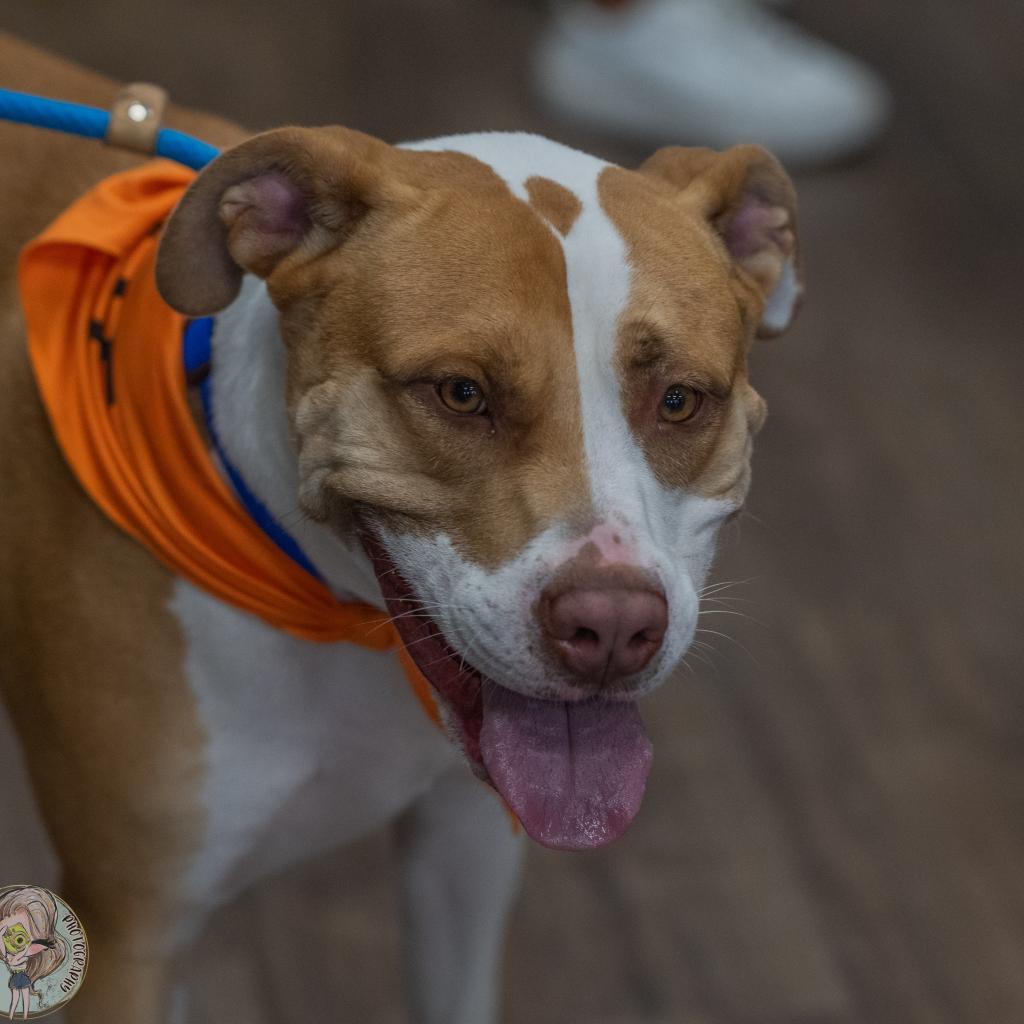 Enlarge Clover, a Adoptable mixed breed in Bartlett, TN image 5/6