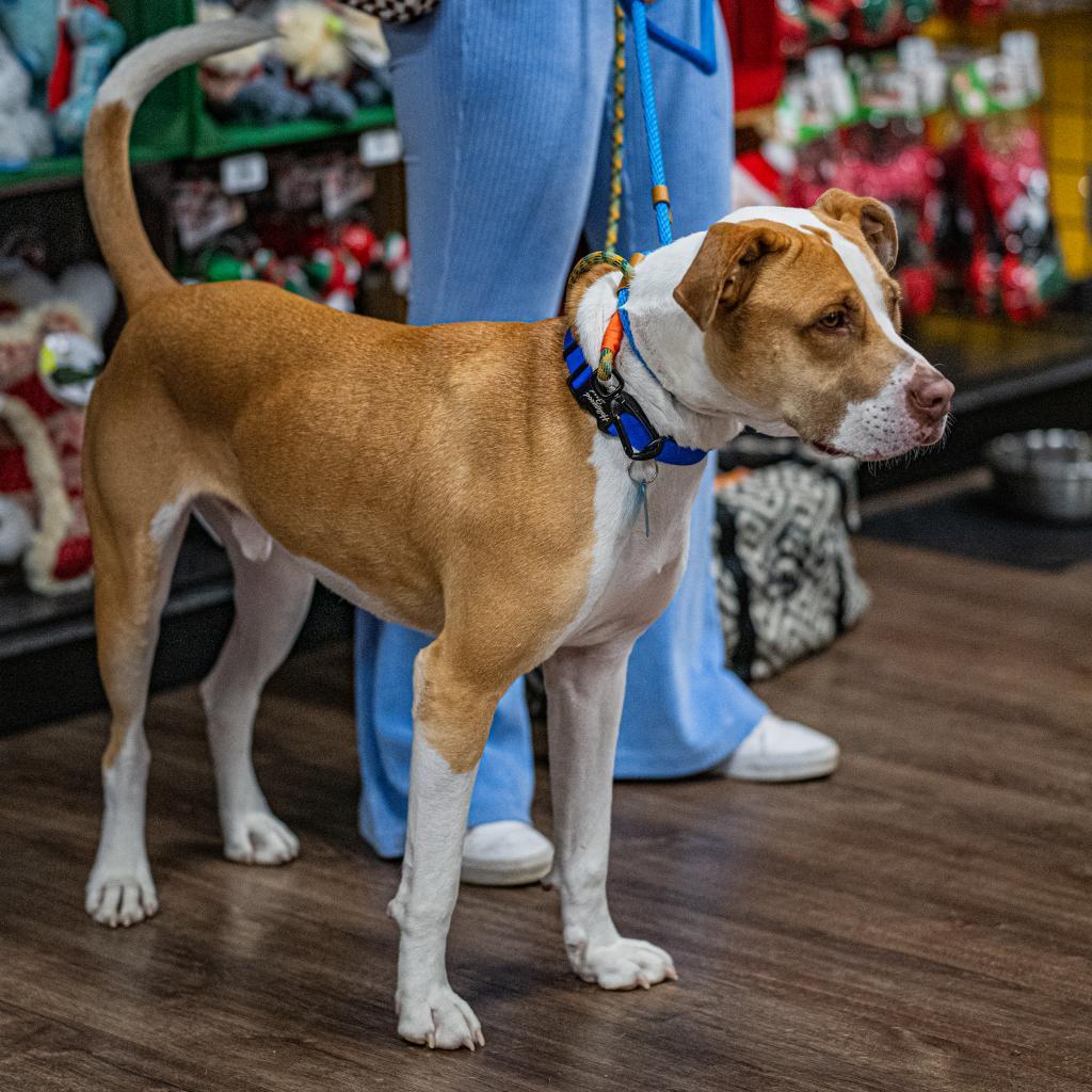 Enlarge Clover, a Adoptable mixed breed in Bartlett, TN image 6/6