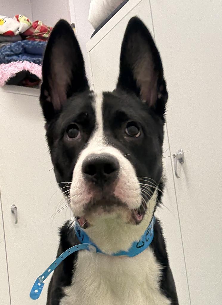 Bosko, Adoptable, Young Male Boston Terrier & Bull Terrier.