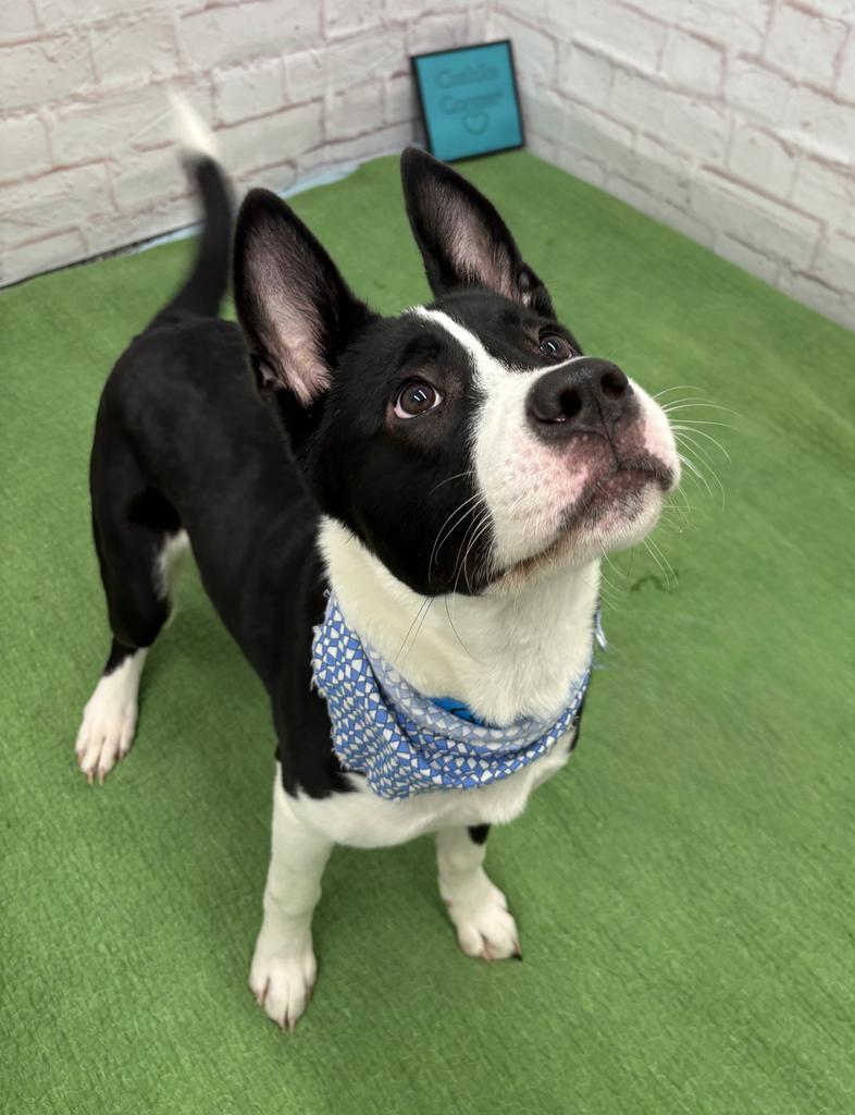 Bosko, a Adoptable mixed breed in Detroit, MI image 2/6