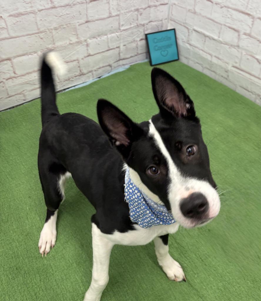Bosko, a Adoptable mixed breed in Detroit, MI image 3/6
