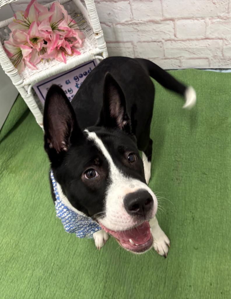 Bosko, a Adoptable mixed breed in Detroit, MI image 4/6