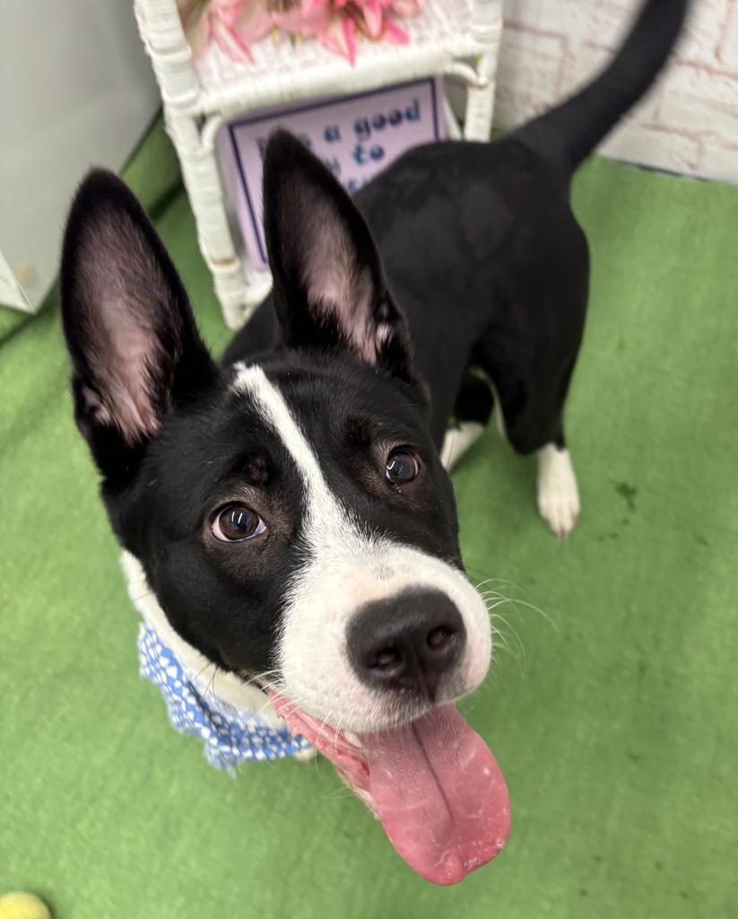 Bosko, a Adoptable mixed breed in Detroit, MI image 5/6