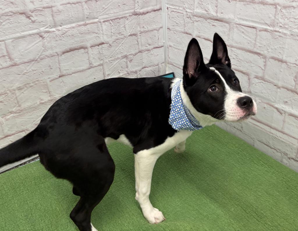 Bosko, a Adoptable mixed breed in Detroit, MI image 6/6