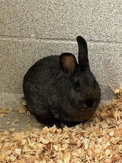 Enlarge CLOVER, a Adoptable Bunny Rabbit in Statesville, NC image 1/1