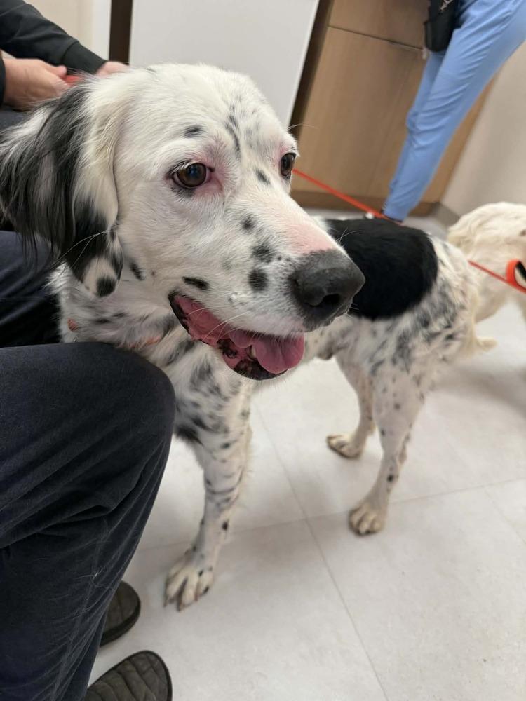 Patch AZ, Adoptable, Adult Male English Setter.