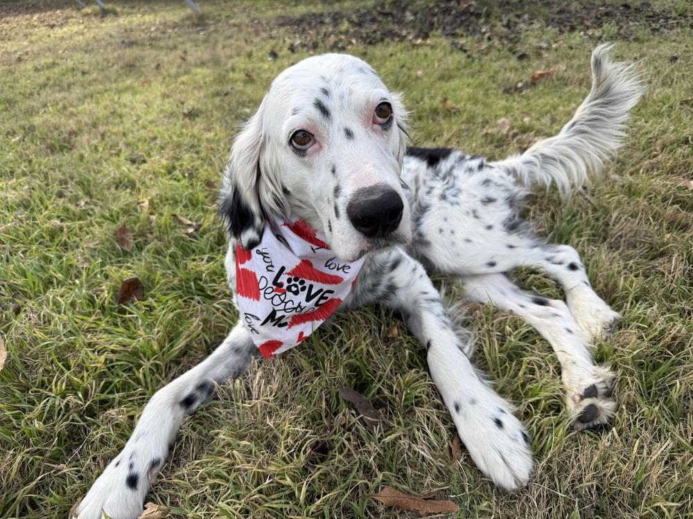 Enlarge Patch AZ, a Adoptable English Setter in Hilliard, OH image 2/6