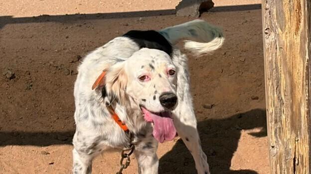 Enlarge Patch AZ, a Adoptable English Setter in Hilliard, OH image 3/6