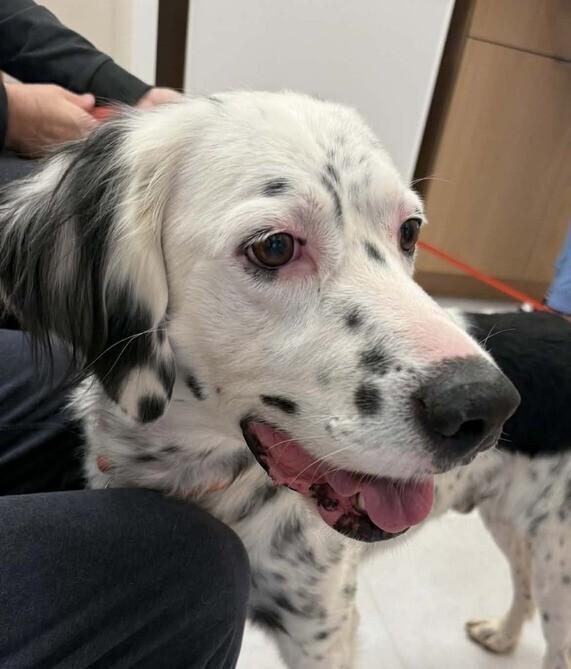 Enlarge Patch AZ, a Adoptable English Setter in Hilliard, OH image 4/6