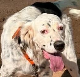 Enlarge Patch AZ, a Adoptable English Setter in Hilliard, OH image 5/6