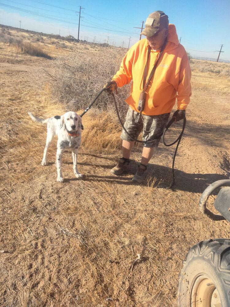Enlarge Patch AZ, a Adoptable English Setter in Hilliard, OH image 6/6