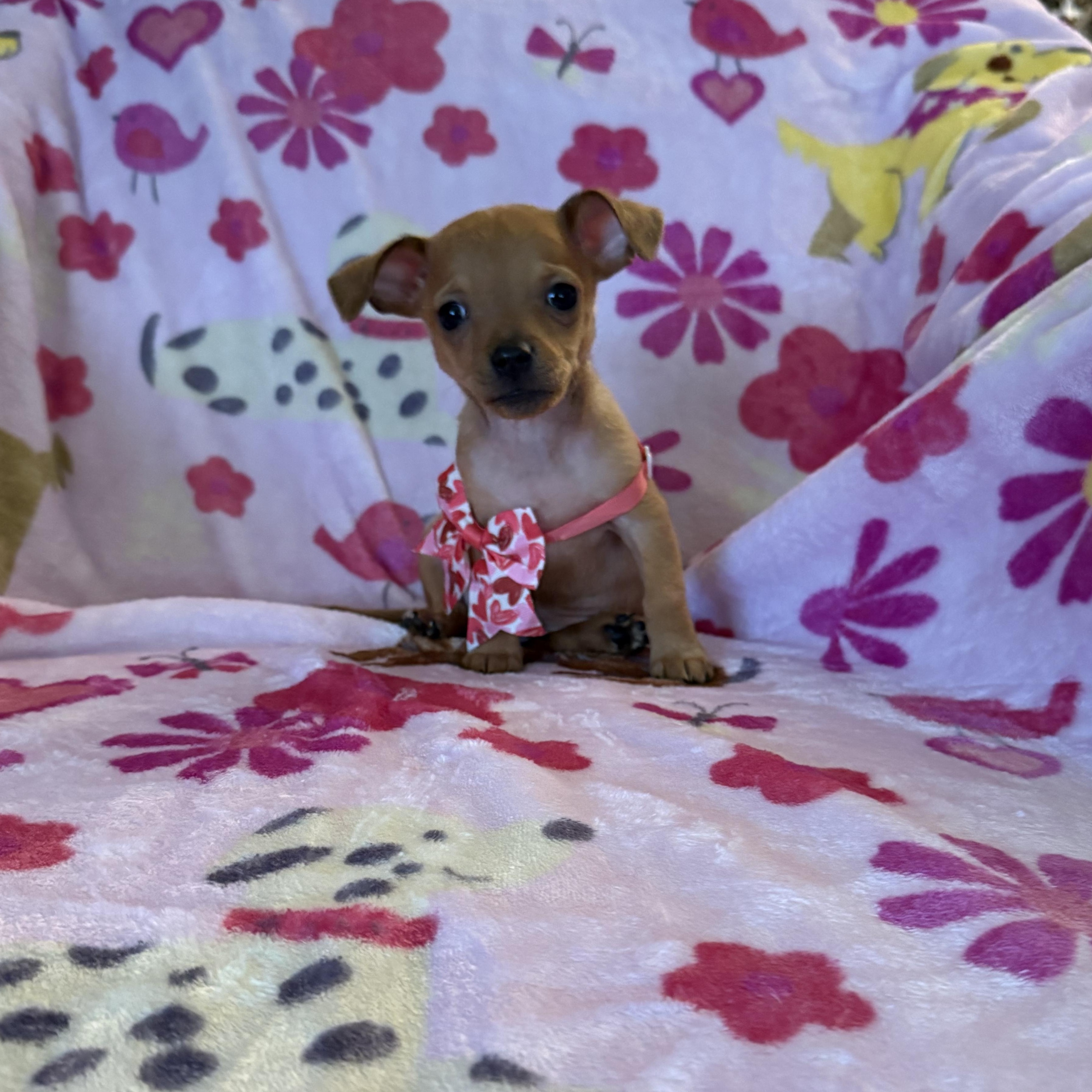 Riley, a ADOPTABLE mixed breed in citrus heights, CA image 2/5