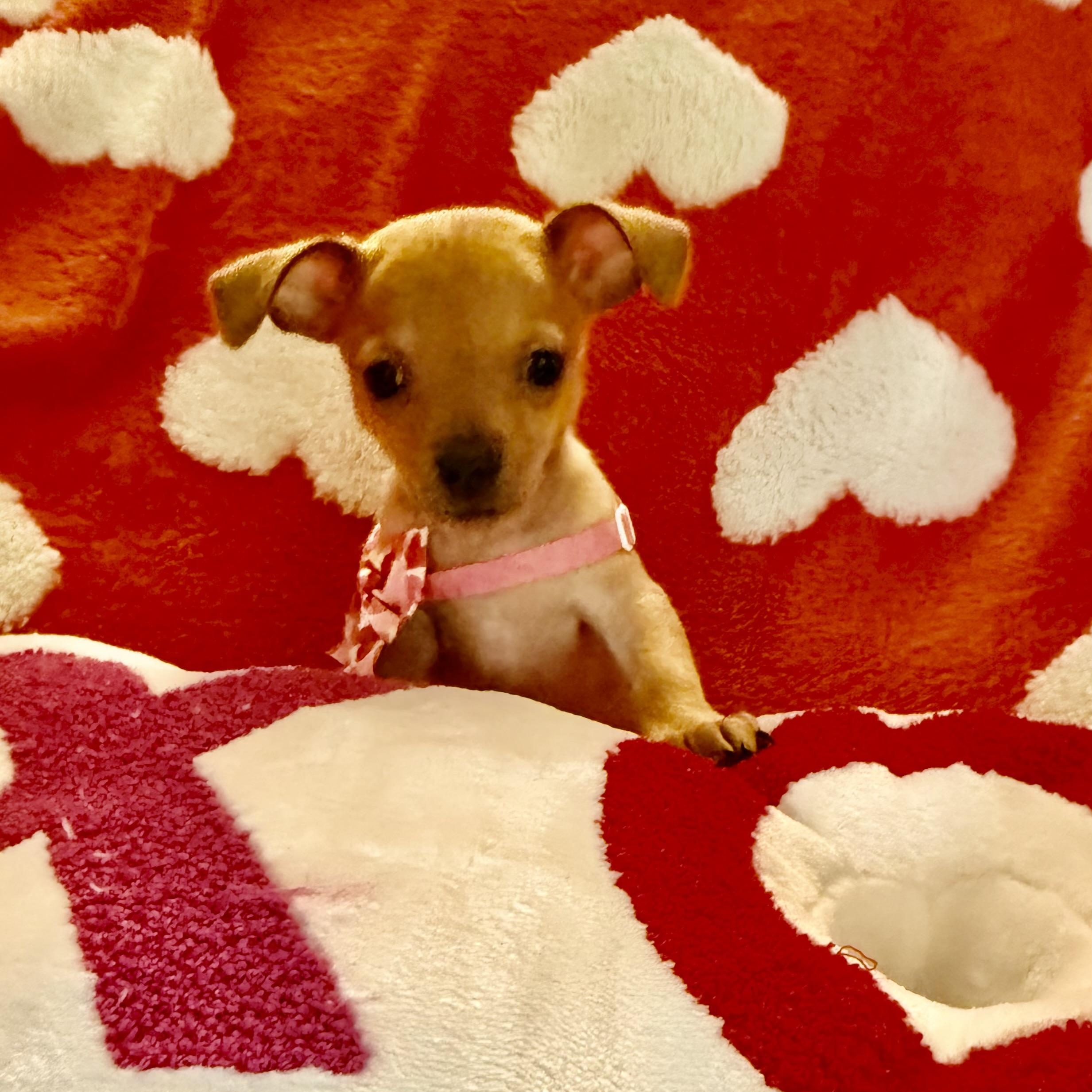 Riley, a ADOPTABLE mixed breed in citrus heights, CA image 4/5