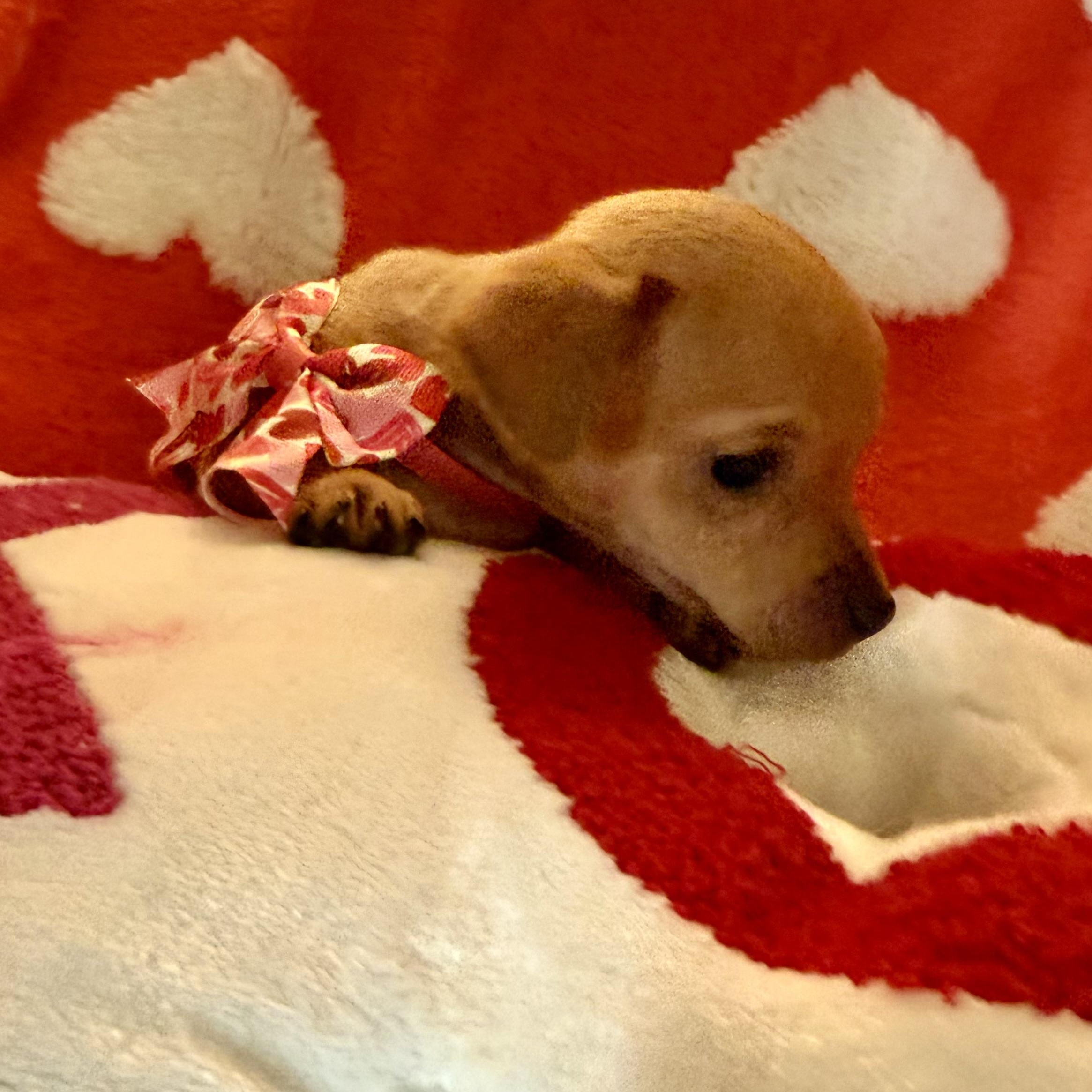 Riley, a ADOPTABLE mixed breed in citrus heights, CA image 5/5