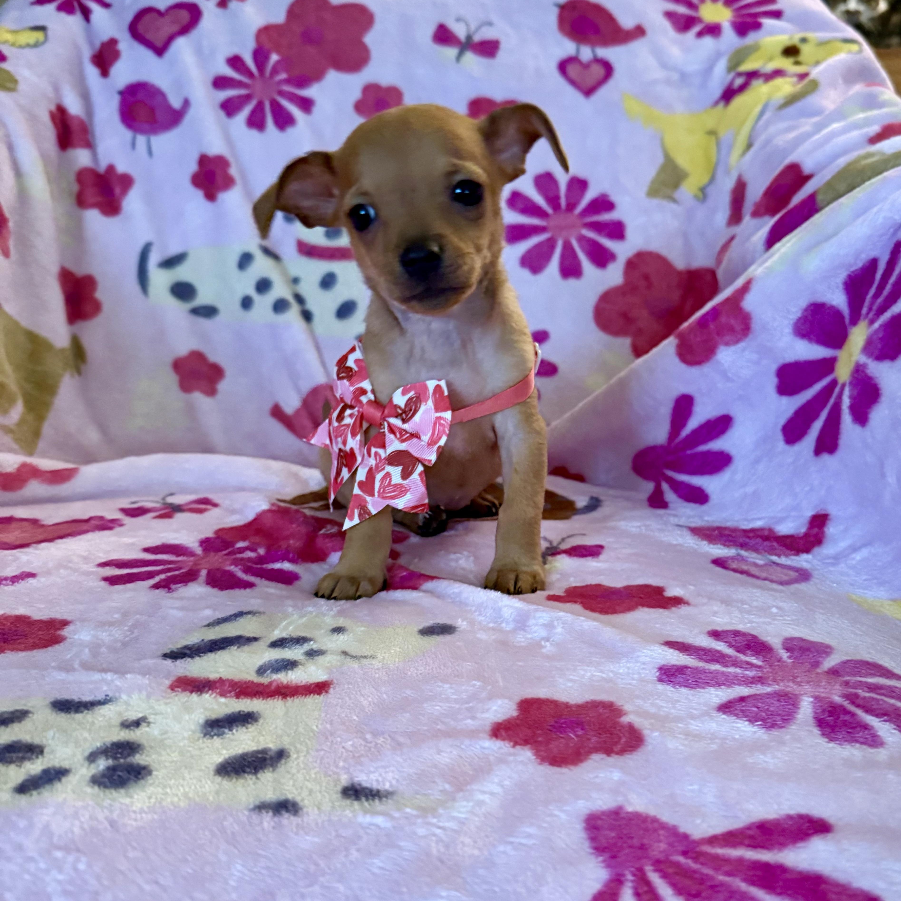 Riley, ADOPTABLE, Puppy Female Chihuahua & Terrier.