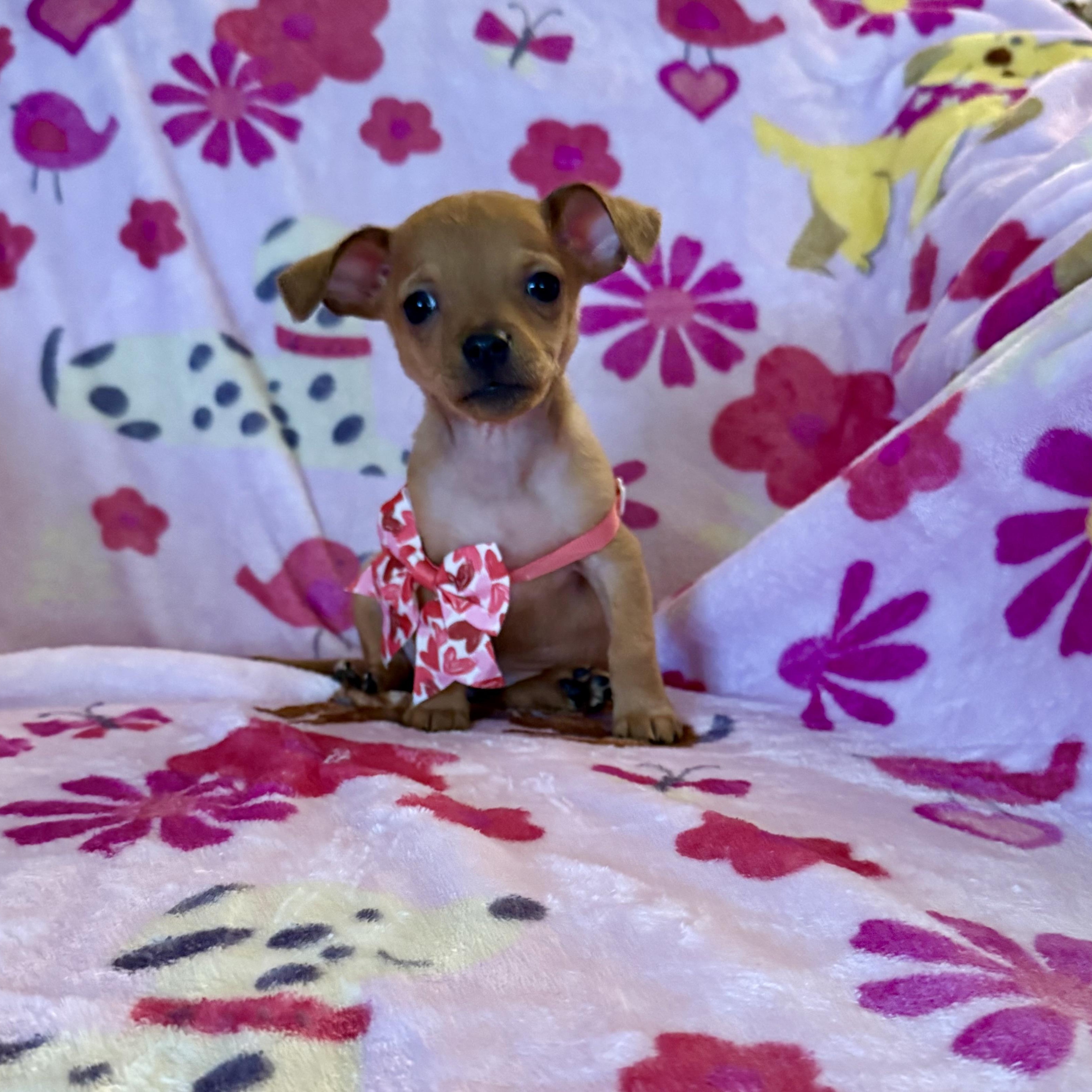 Riley, a ADOPTABLE mixed breed in citrus heights, CA image 3/5
