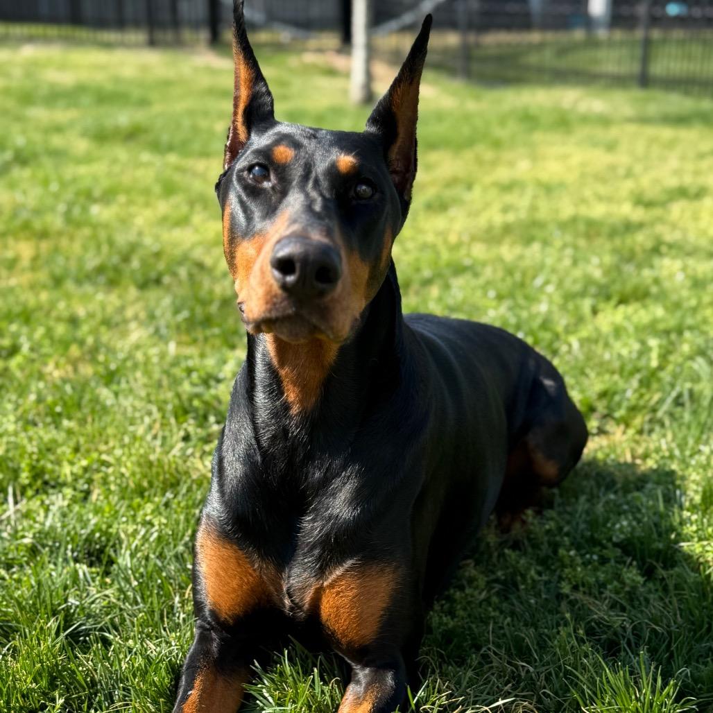 Enlarge Zelda, a Adoptable Doberman Pinscher in Jackson, MO image 1/4