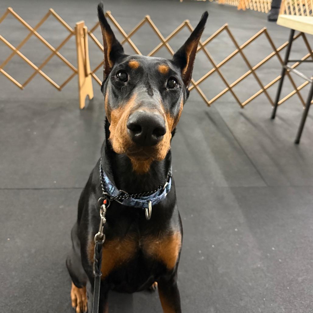 Enlarge Zelda, a Adoptable Doberman Pinscher in Jackson, MO image 2/4