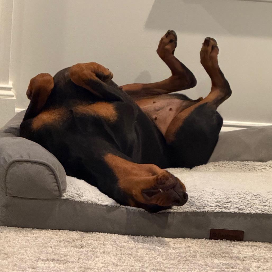 Enlarge Zelda, a Adoptable Doberman Pinscher in Jackson, MO image 3/4