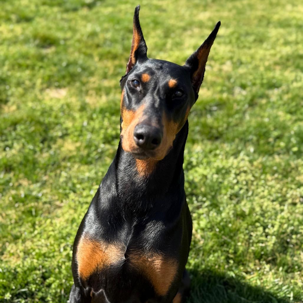 Enlarge Zelda, a Adoptable Doberman Pinscher in Jackson, MO image 4/4