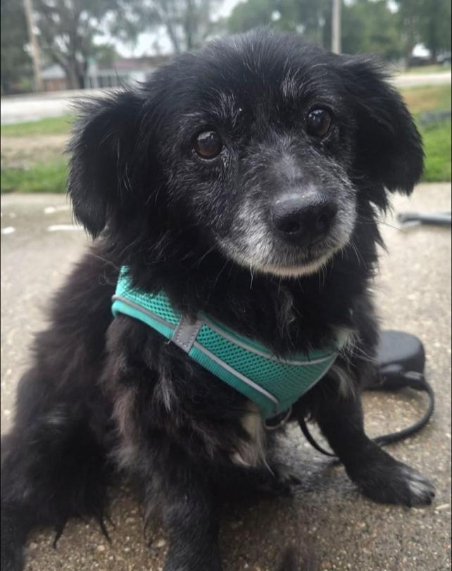 Enlarge Sunflower, a Adoptable Pomeranian in Barrington, IL image 4/4