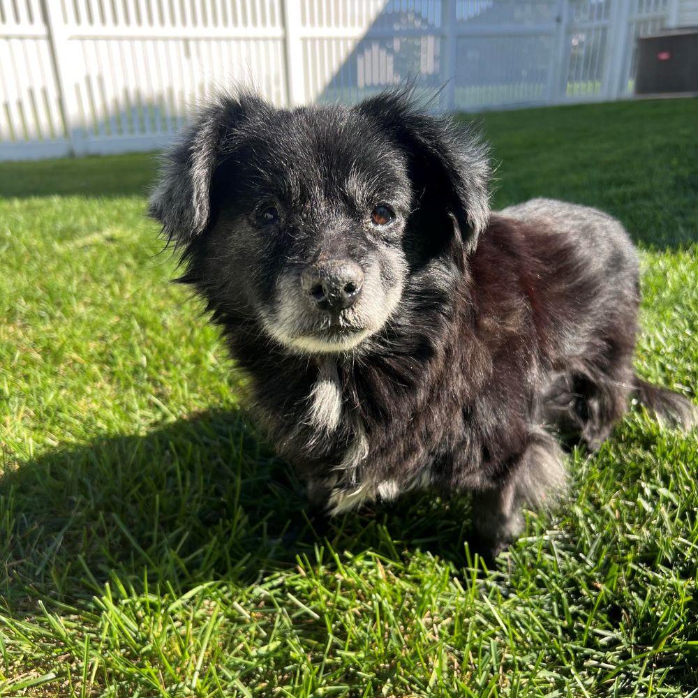 Enlarge Sunflower, a Adoptable Pomeranian in Barrington, IL image 1/4