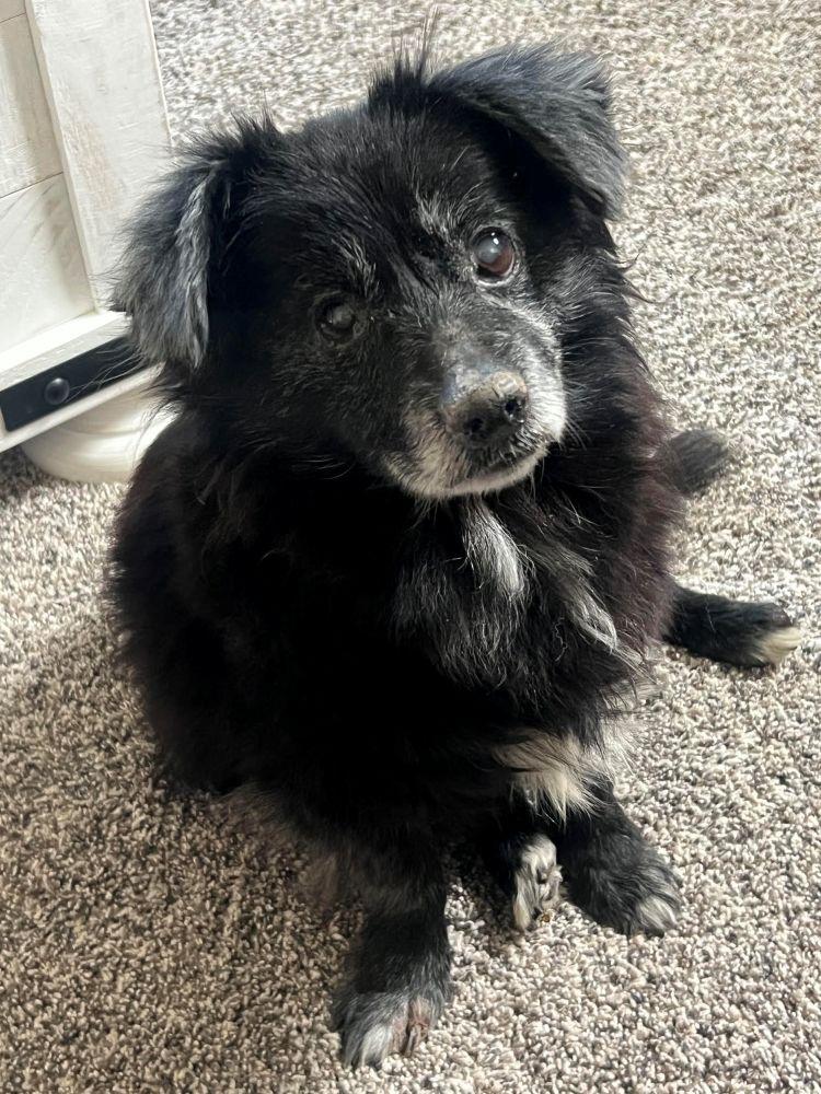 Enlarge Sunflower, a Adoptable Pomeranian in Barrington, IL image 3/4