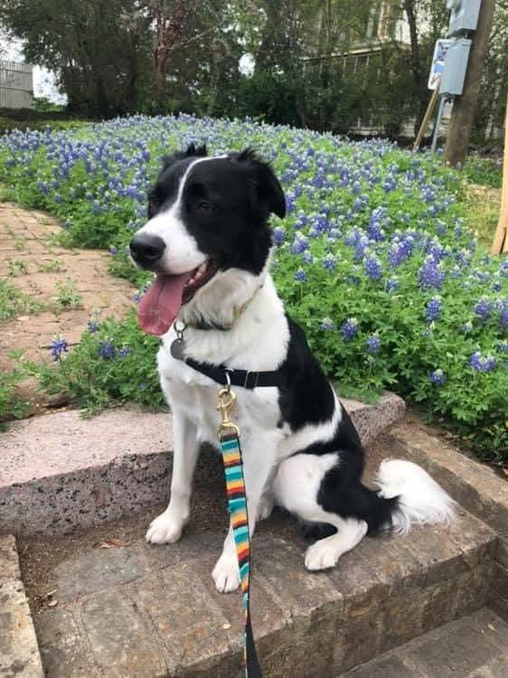 Billie #577, ADOPTABLE, Adult Female Border Collie.
