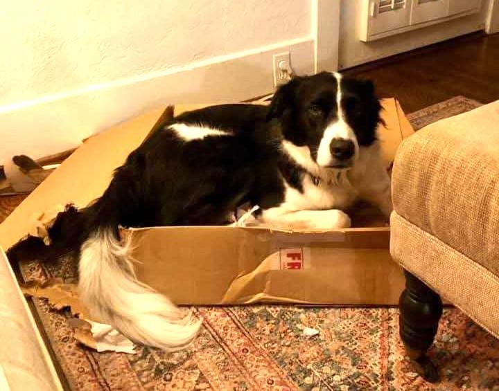 Billie #577, a ADOPTABLE Border Collie in Allen, TX image 2/3