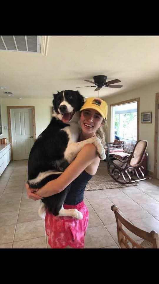 Billie #577, a ADOPTABLE Border Collie in Allen, TX image 3/3