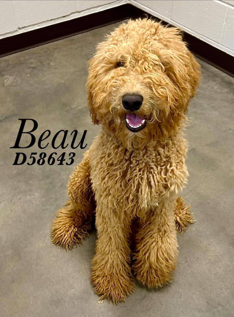 Enlarge Beau, a Adoptable Golden Retriever in Clarksville, TN image 1/1