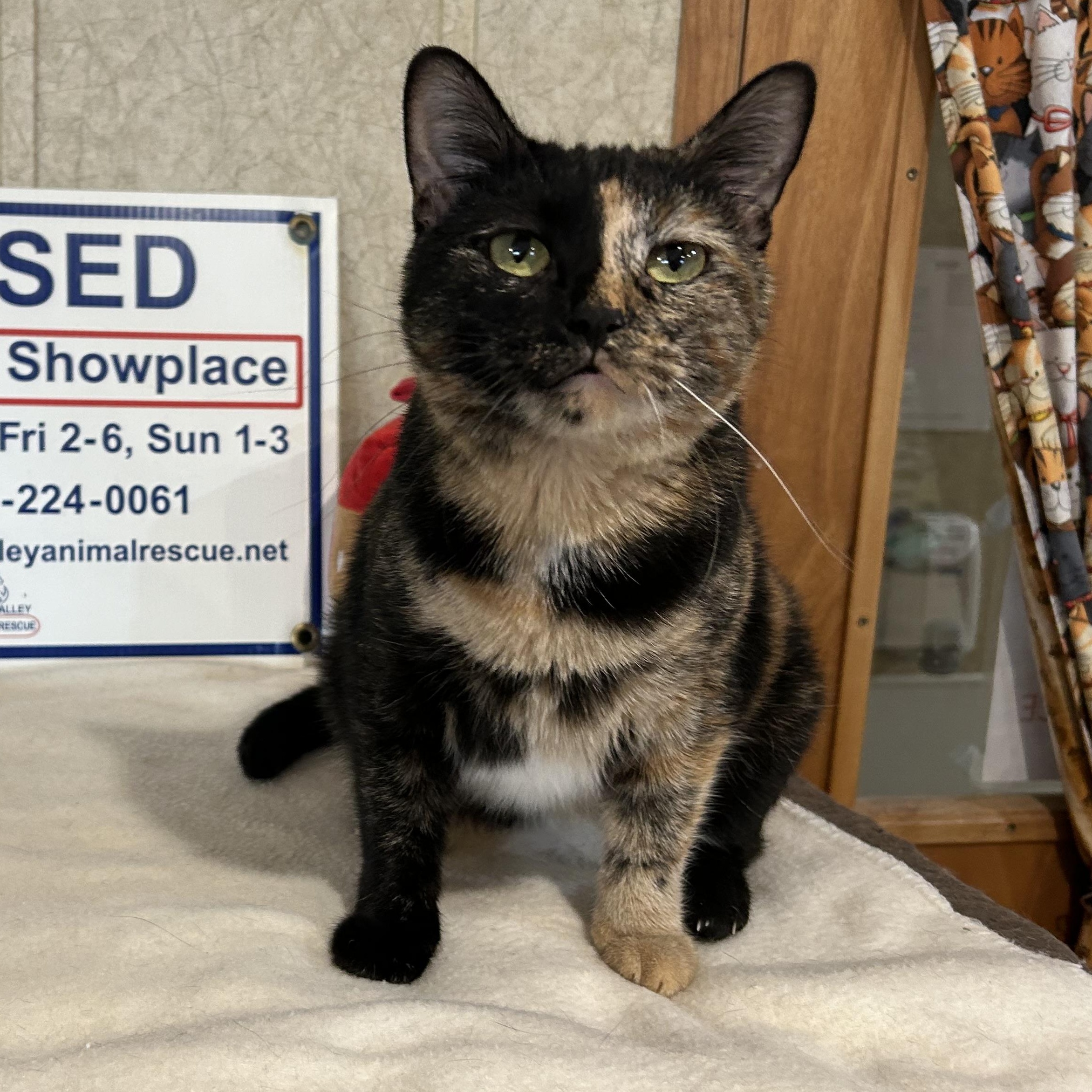 Jazzercise, Adoptable, Adult Female Domestic Short Hair.