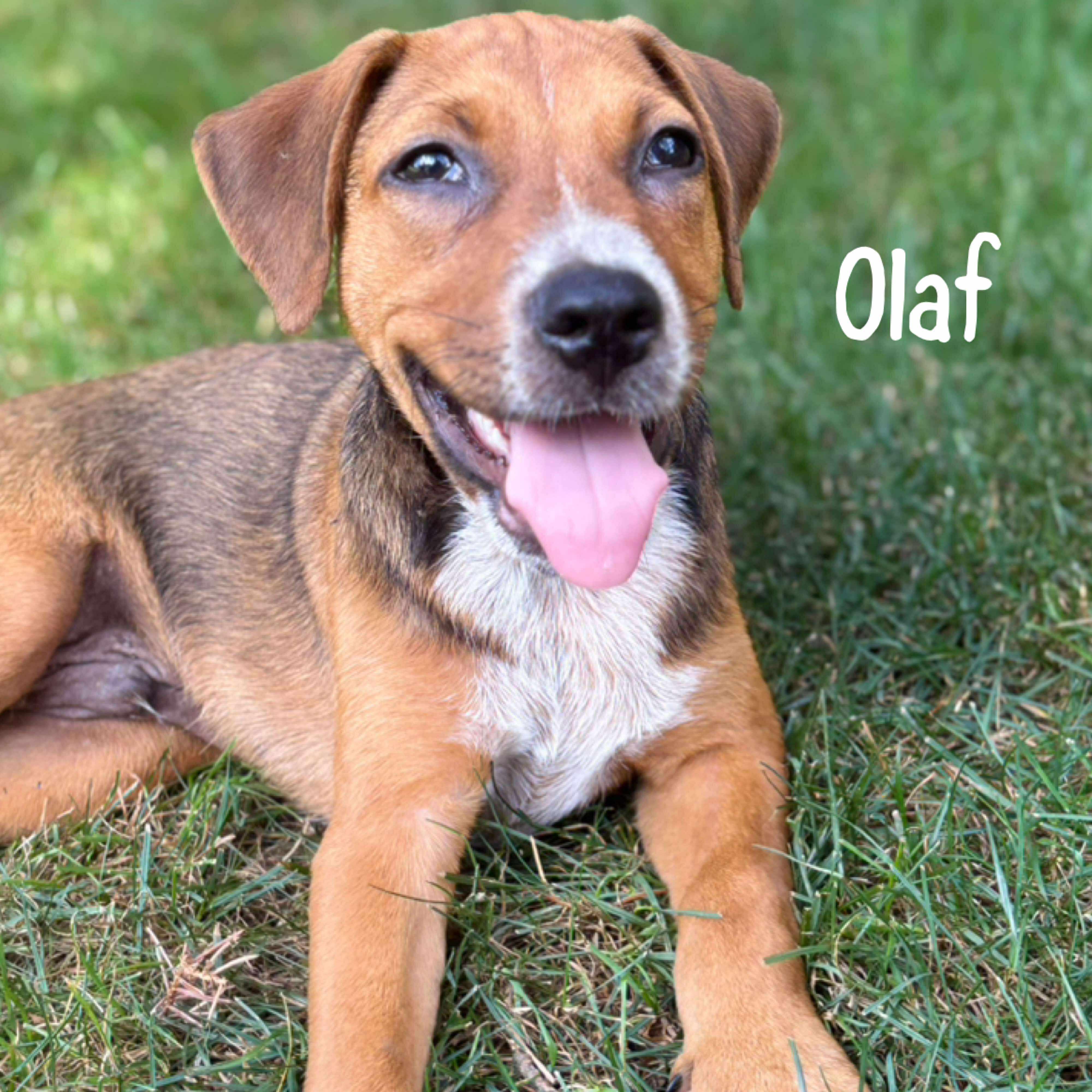 Olaf