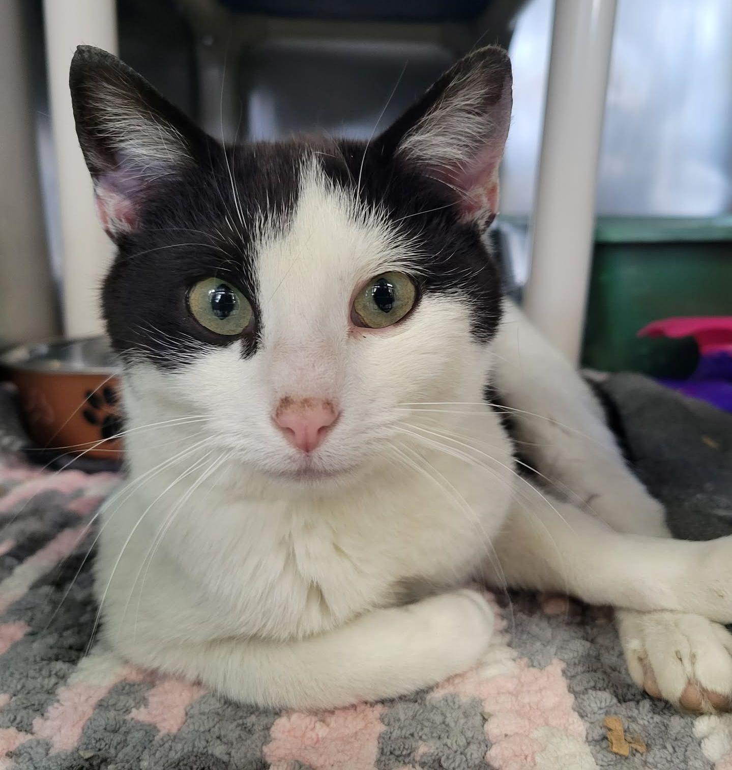 Hazel, ADOPTABLE, Adult Female Domestic Short Hair.