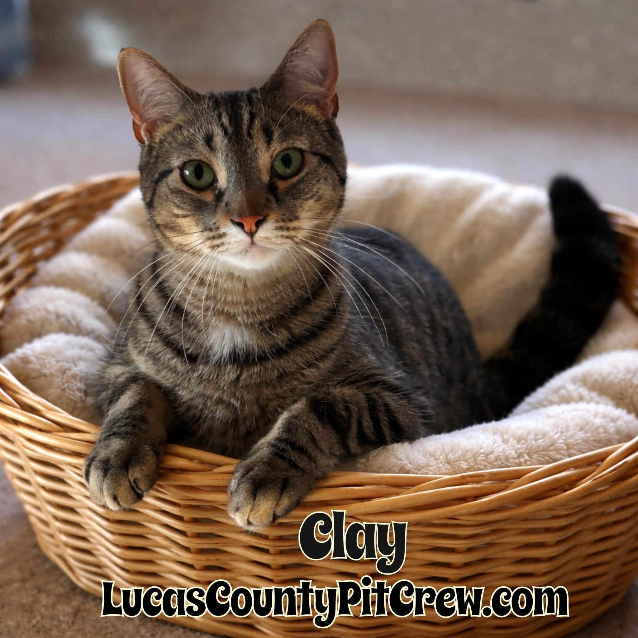 Enlarge Clay, a Adoptable mixed breed in Toledo, OH image 1/2