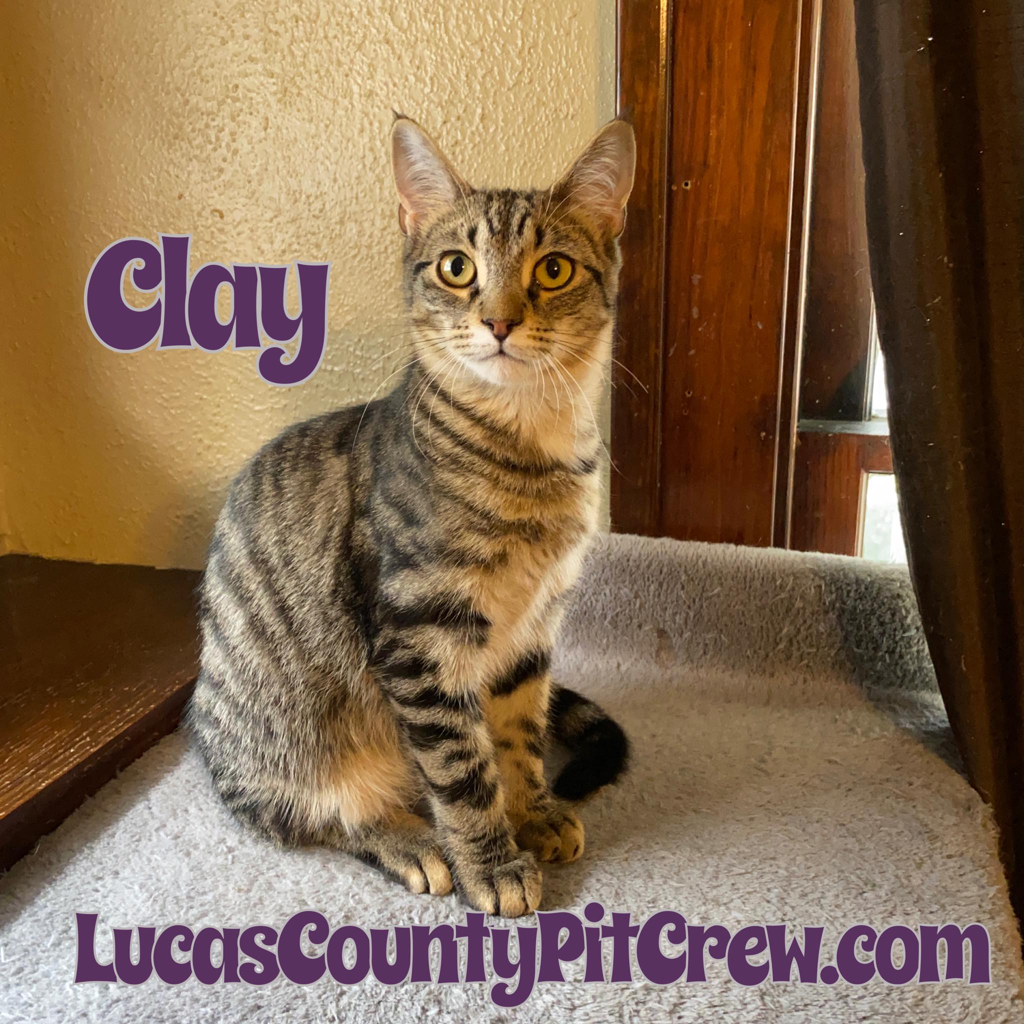 Enlarge Clay, a Adoptable mixed breed in Toledo, OH image 1/1