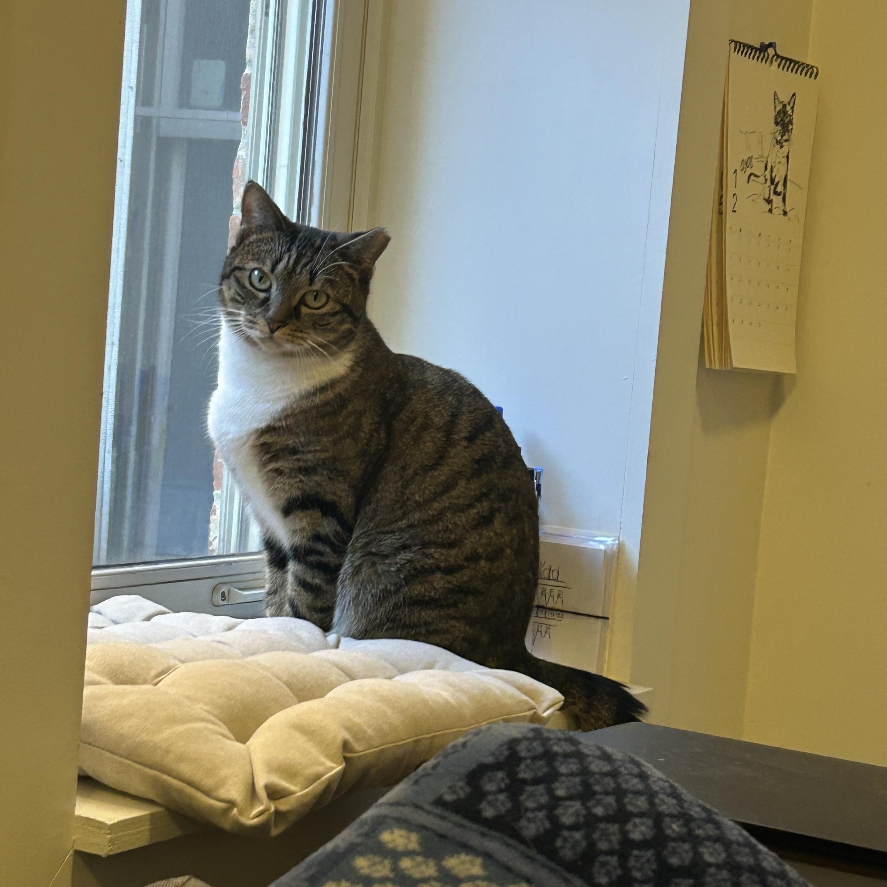 Enlarge Tabitha Brown, an adoption pending Domestic Short Hair in Alexandria, VA image 5/6