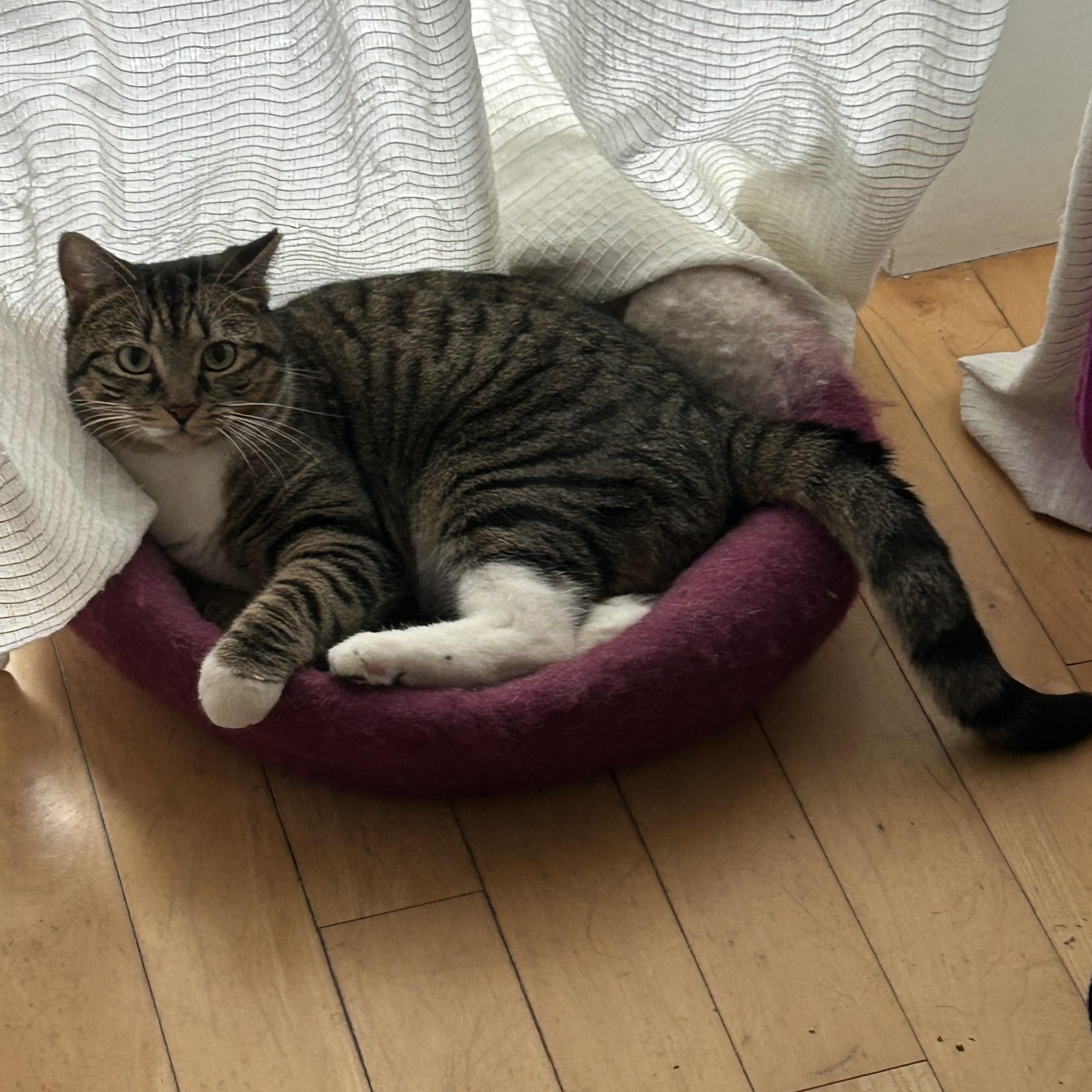 Enlarge Tabitha Brown, an adoption pending Domestic Short Hair in Alexandria, VA image 3/6