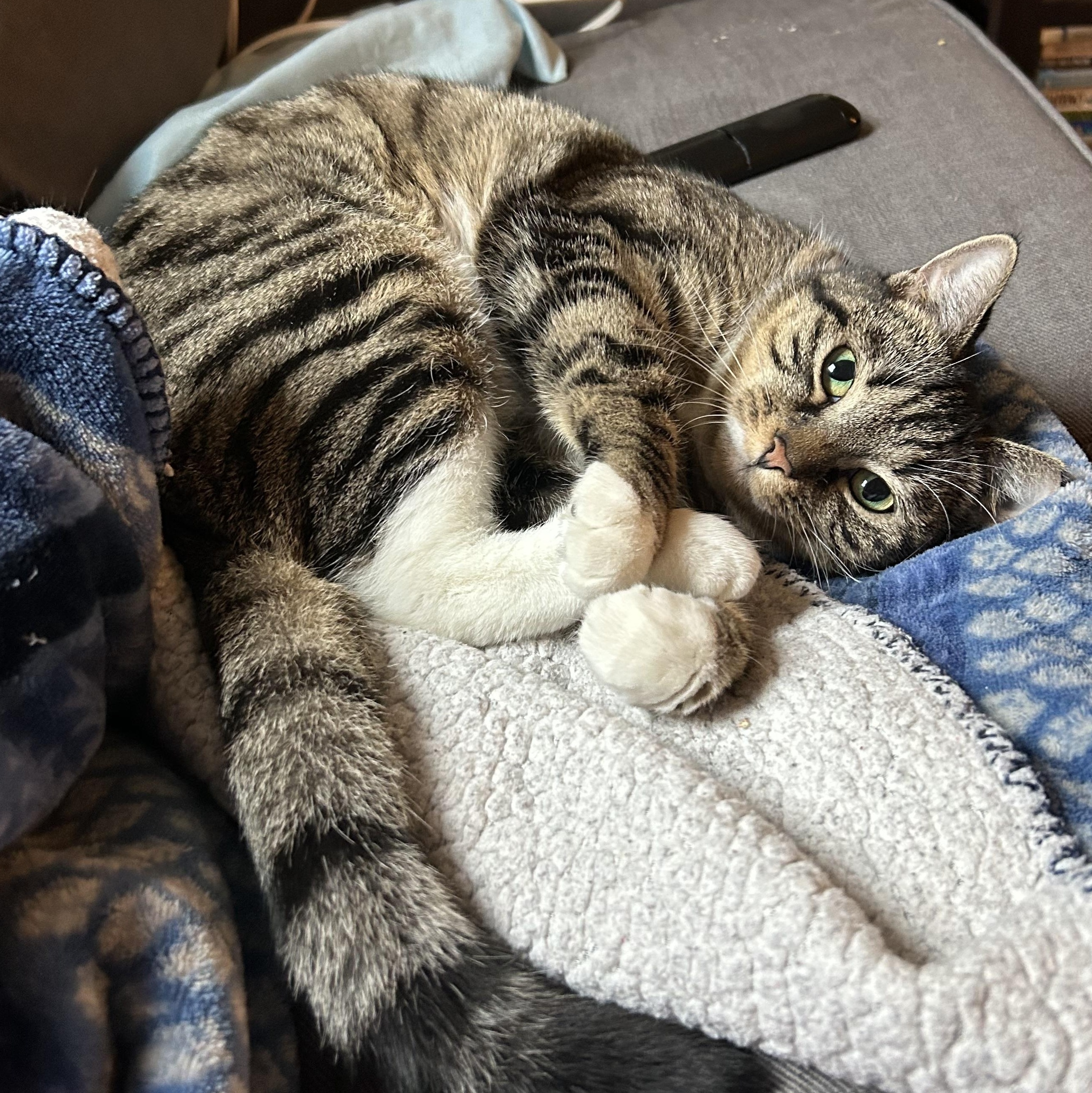 Enlarge Tabitha Brown, an adoption pending Domestic Short Hair in Alexandria, VA image 4/6