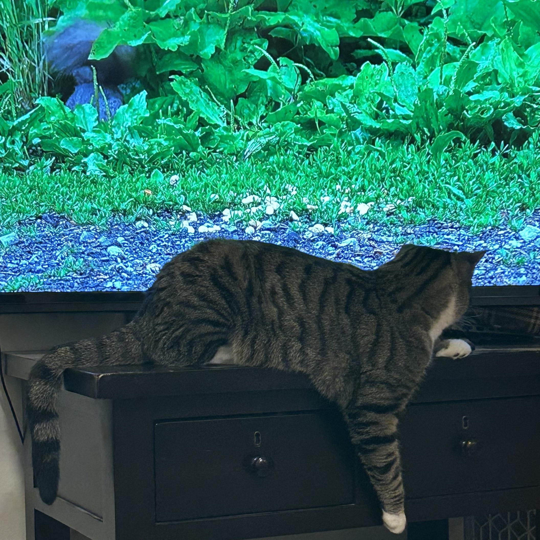 Enlarge Tabitha Brown, an adoption pending Domestic Short Hair in Alexandria, VA image 6/6