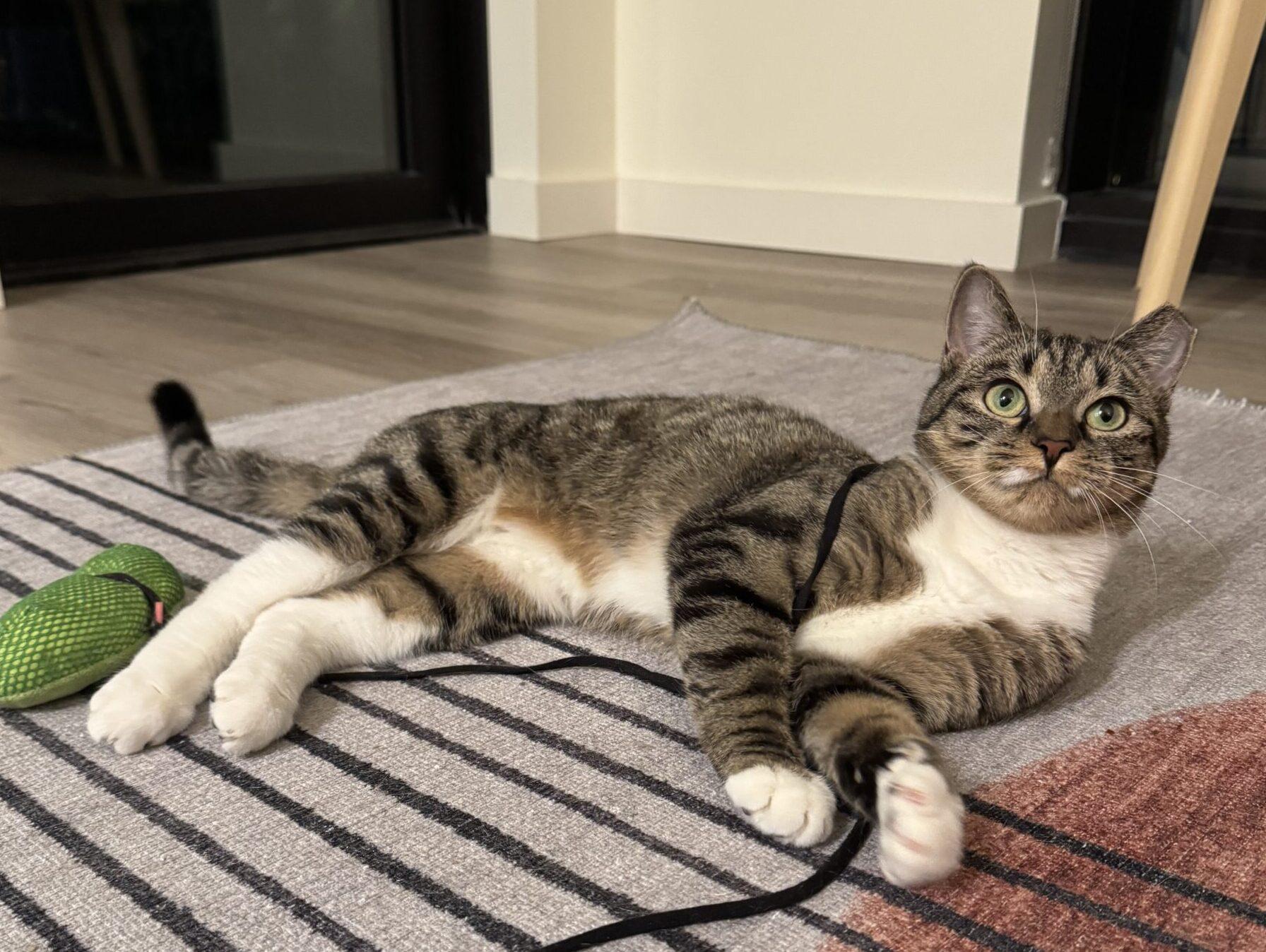 Enlarge Tabitha Brown, an adoption pending Domestic Short Hair in Alexandria, VA image 1/6