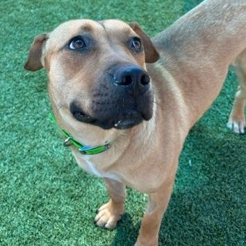 Enlarge Lucy, a Adoptable Mixed Breed in Idaho Falls, ID image 1/6