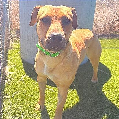 Enlarge Lucy, a Adoptable Mixed Breed in Idaho Falls, ID image 2/6